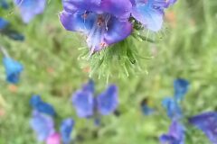 Echium plantagineum_Neus Julia CC BY-SA