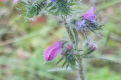 Echium vulgare pustulatum_Merce Vallicrosa CC BY-NC
