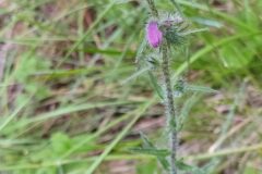 Echium vulgare pustulatum_Merce Vallicrosa CC BY-NC