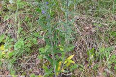 Echium vulgare pustulatum_Merce Vallicrosa CC BY-NC