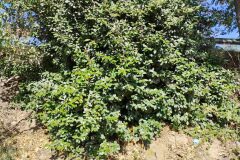 Elaeagnus ×submacrophylla_Josep Gesti CC BY-SA