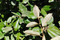 Elaeagnus ×submacrophylla_Josep Gesti CC BY-SA