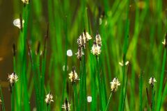 Eleocharis palustris subsp. palustris_Jordi Espar_CC BY