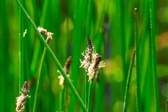 Eleocharis palustris subsp. palustris_Jordi Espar_CC BY