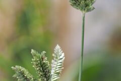 Eleusine tristachya_Joaquim Reberte