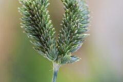 Eleusine tristachya_Joaquim Reberte