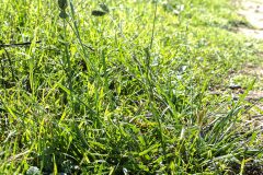 Eleusine tristachya_Joaquim Reberte