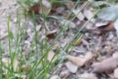 Eleusine tristachya_Merce Vallicrosa CC BY-NC