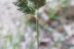 Eleusine tristachya_Merce Vallicrosa CC BY-NC