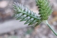 Eleusine tristachya_Merce Vallicrosa CC BY-NC