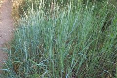 Elymus campestris_Pere Barnola CC BY-SA