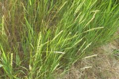 Elymus repens subsp. repens_Pere Barnola CC BY-SA