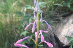 Epilobium angustifolium angustifolium_Joanjo Garcia CC BY-NC