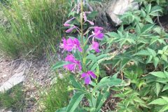 Epilobium angustifolium angustifolium_Joanjo Garcia CC BY-NC