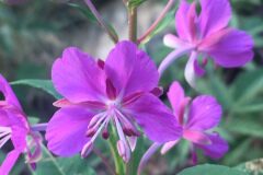 Epilobium angustifolium angustifolium_Joanjo Garcia CC BY-NC
