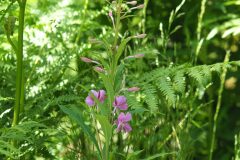 Epilobium angustifolium angustifolium_Joaquim Reberte