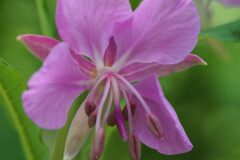 Epilobium angustifolium angustifolium_Joaquim Reberte