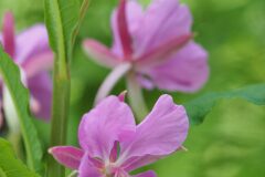 Epilobium angustifolium angustifolium_Joaquim Reberte
