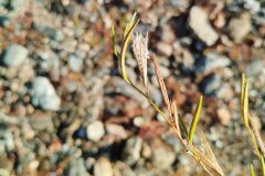 Epilobium brachycarpum_Josep Gesti CC BY-SA