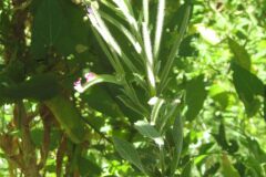 Epilobium hirsutum