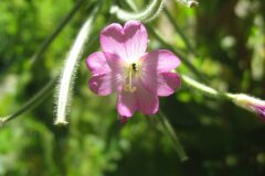 Epilobium hirsutum_Jordi Puyuelo