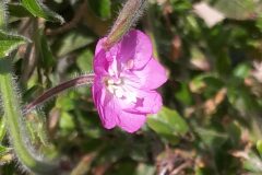 Epilobium hirsutum_Merce Vallicrosa CC BY-NC