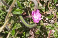 Epilobium hirsutum_Merce Vallicrosa CC BY-NC