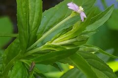 Epilobium tetragonum tetragonum_Merce Vallicrosa CC BY-NC