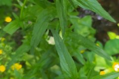 Epilobium tetragonum tetragonum_Merce Vallicrosa CC BY-NC