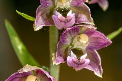 Epipactis helleborine_Joaquim Reberte