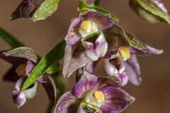 Epipactis helleborine_Joaquim Reberte