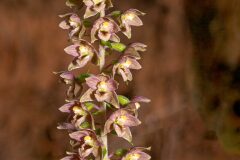 Epipactis helleborine_Joaquim Reberte