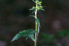 Epipactis helleborine_Joaquim Reberte
