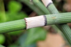 Equisetum ×moorei_Jordi Bassols CC BY-NC