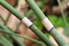 Equisetum ×moorei_Jordi Bassols CC BY-NC