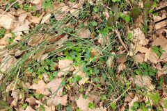 Equisetum ×moorei_Jordi Bassols CC BY-NC