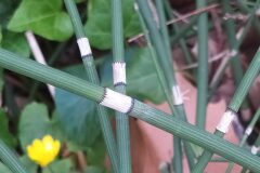 Equisetum ×moorei_Merce Vallicrosa CC BY-NC