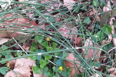 Equisetum ×moorei_Merce Vallicrosa CC BY-NC