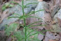 Equisetum arvense_Jordi Puyuelo
