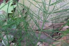 Equisetum arvense_Jordi Puyuelo