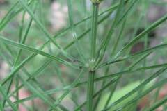 Equisetum arvense_Jordi Puyuelo