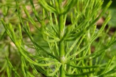 Equisetum arvense_Merce Vallicrosa CC BY-NC