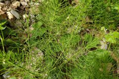 Equisetum arvense_Merce Vallicrosa CC BY-NC