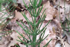 Equisetum arvense_Merce Vallicrosa CC BY-NC