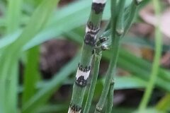 Equisetum ramosissimum ramosissimum_Merce Vallicrosa CC BY-NC