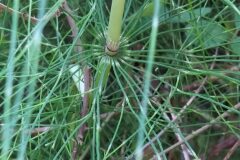 Equisetum telmateia_Merce Vallicrosa CC BY-NC