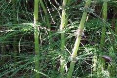 Equisetum telmateia_Merce Vallicrosa CC BY-NC