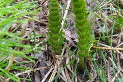 Equisetum telmateia_Merce Vallicrosa CC BY-NC