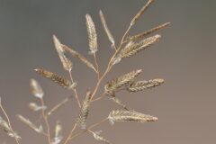 Eragrostis cilianensis _Josep Gesti CC BY-SA