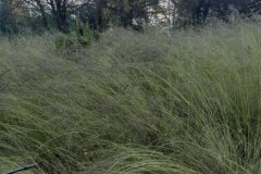 Eragrostis curvula_Marc Rovira CC BY-NC